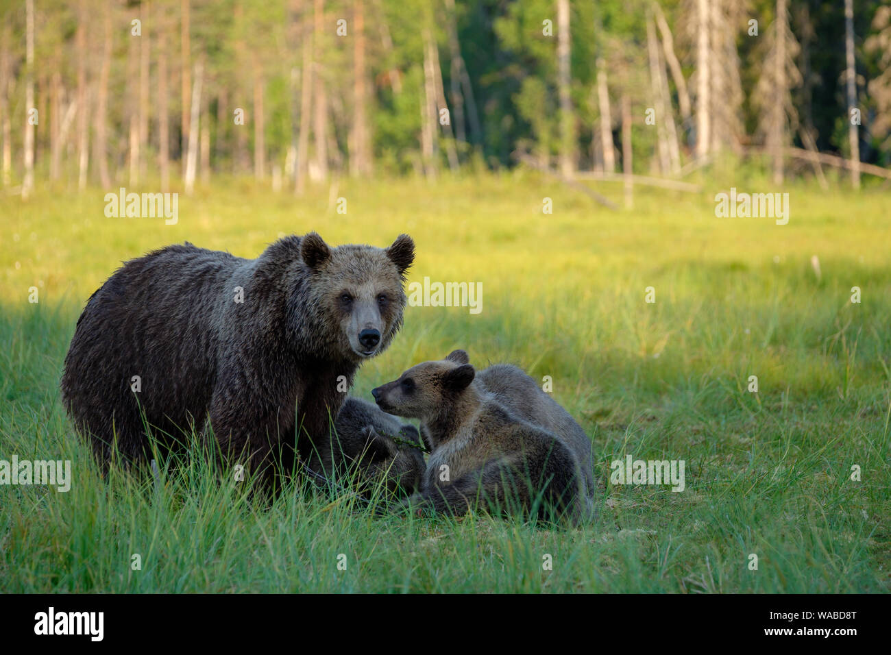 Braunbär Ursus arctos Familie Mutter mit jungtieren vor Wald, Finnland Stockfoto