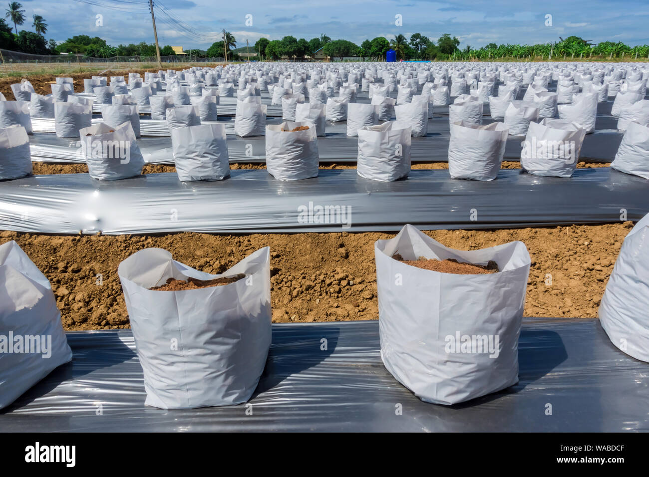 Zeile fo Coconut Kokos in Kindergärten weißen Beutel für Bauernhof mit fertigation, Bewässerungssystem für den Anbau von Erdbeeren verwendet werden. Stockfoto