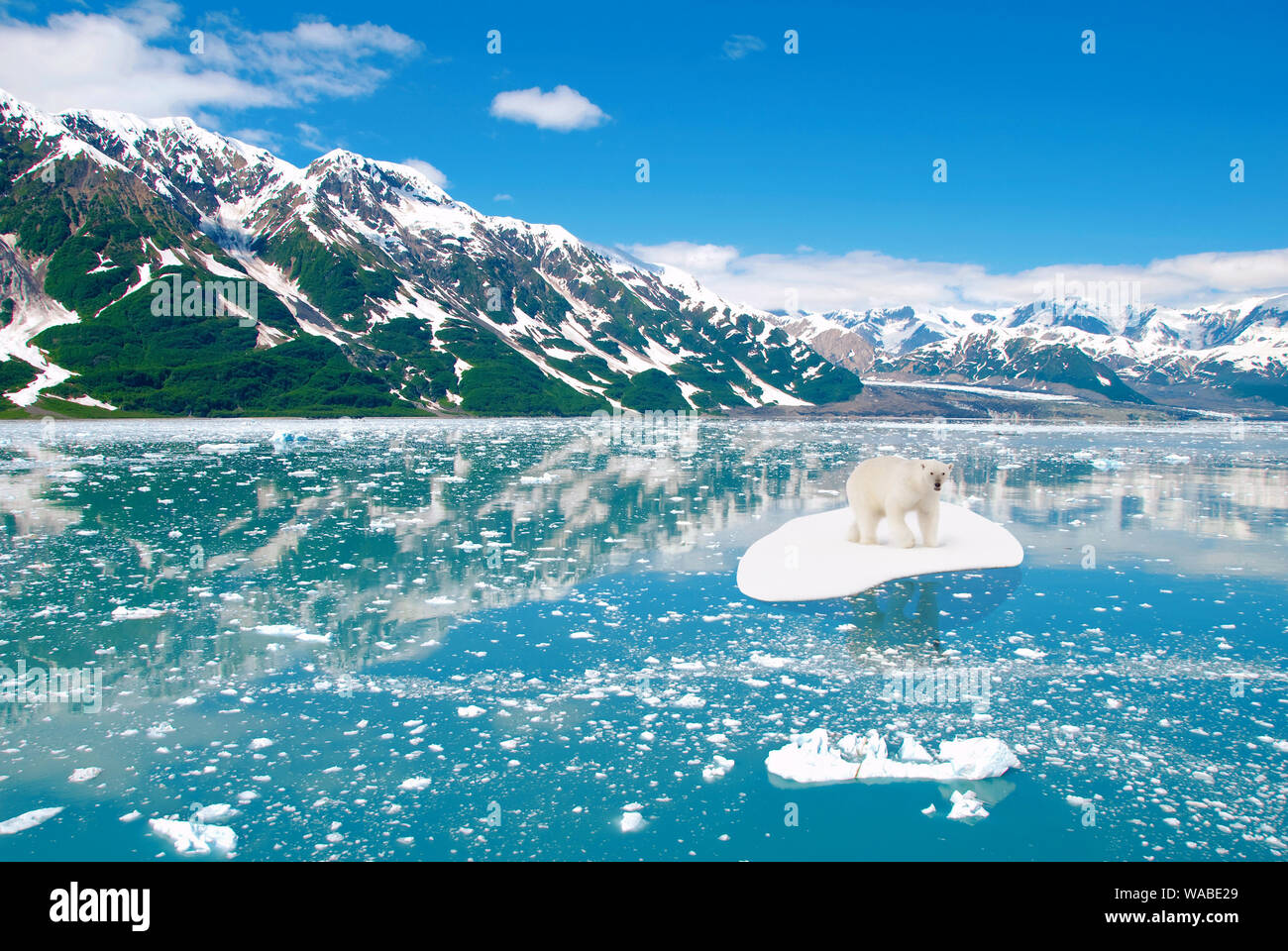 Weiß icebear driften auf einer Eisscholle. Umwelt, Ökosystem und die globale Erwärmung Konzept. Stockfoto