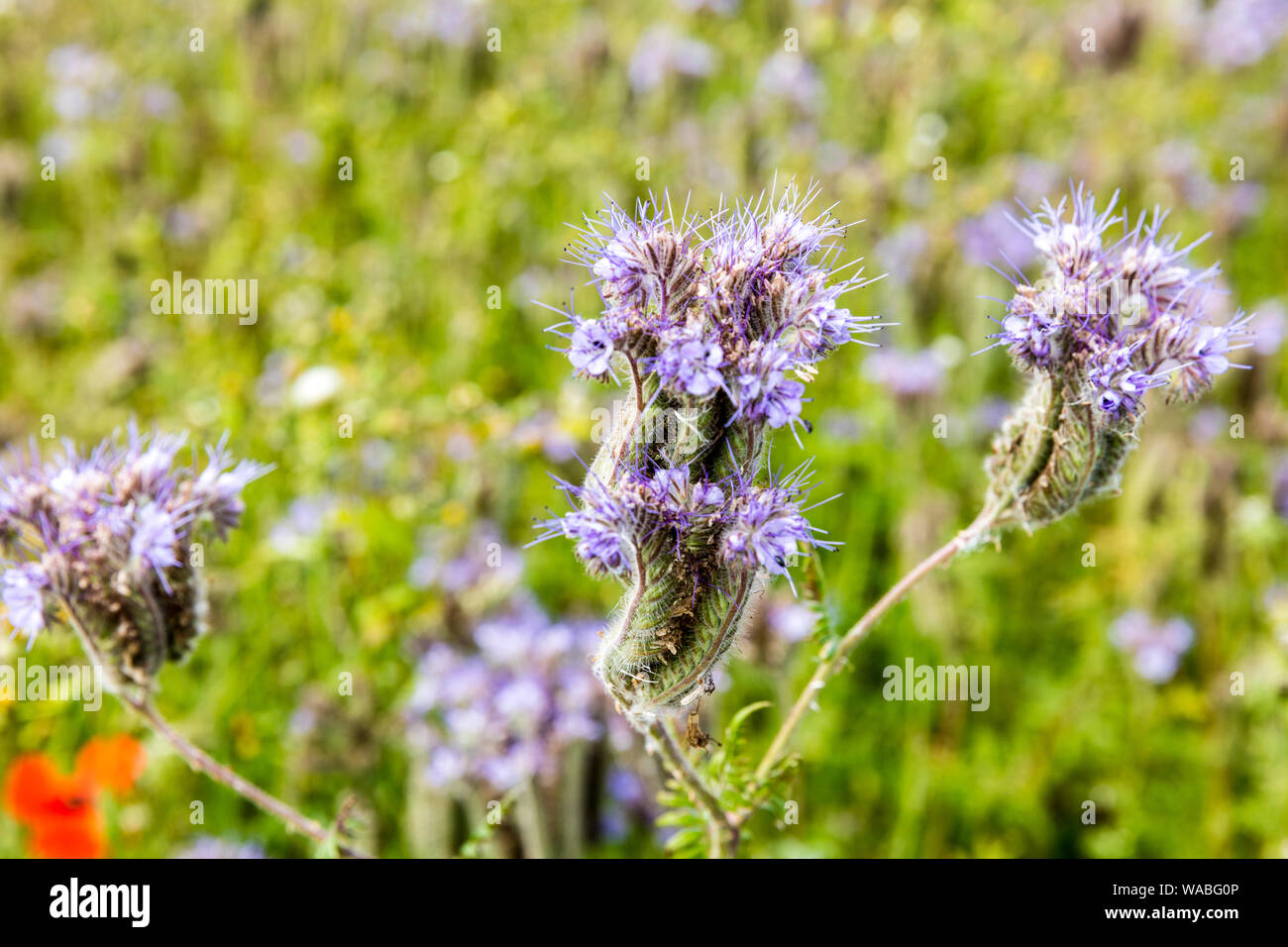 Phacelia tanacetifolia Benth, lacy Phacelia, Blau, Lila tansy Rainfarn, blume, pflanze, Blumen, Blüte, Phacelia tanacetifolia, Feld, Wiese, Stockfoto
