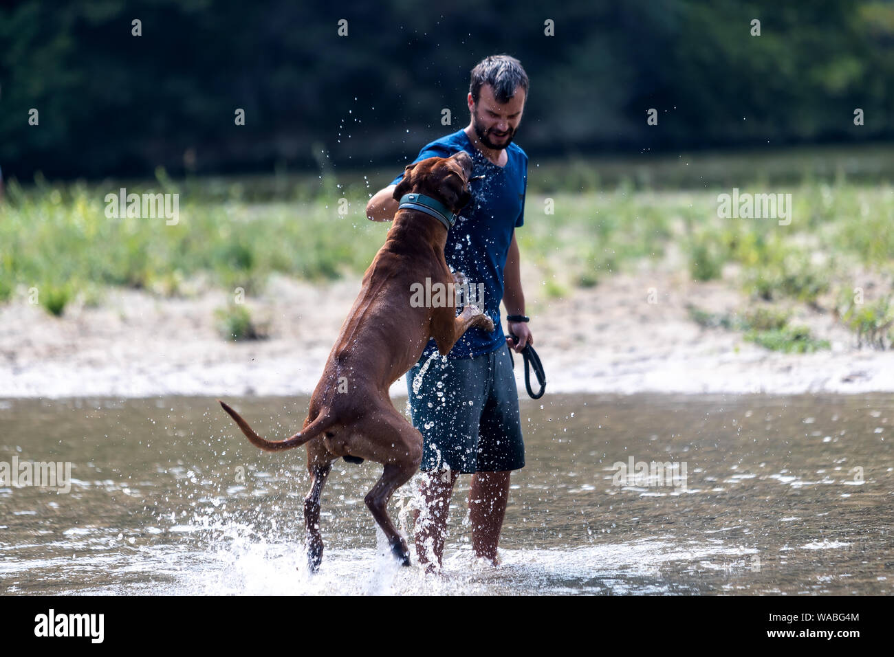 Glückliche junge Mann mit seinem Hund, Spaß haben, Schwimmen im Fluss. Liebe Tiere liebe mein Haustier Stockfoto