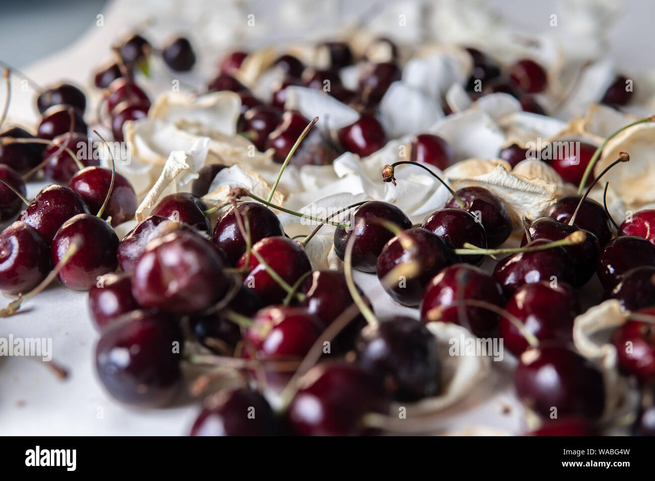 Die Qual sweet cherry aus dem Kühlschrank, verfaulte Früchte. Auf weissem Hintergrund. Schimmelige rote Beere. Tropfen Kondenswasser auf der Haut. Lebensmittelvergiftung Stockfoto