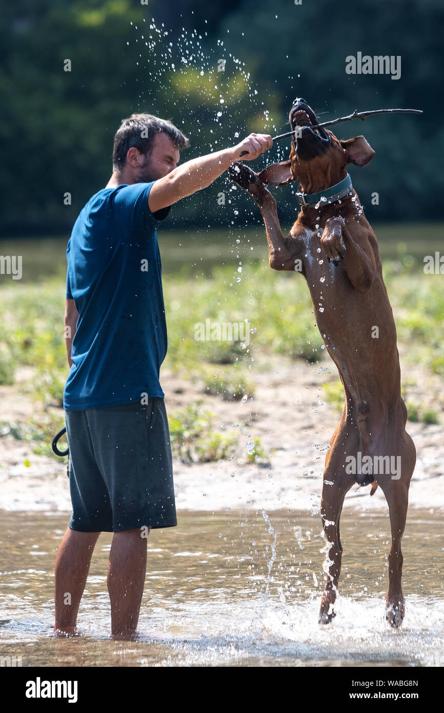 Glückliche junge Mann mit seinem Hund, Spaß haben, Schwimmen im Fluss. Liebe Tiere liebe mein Haustier Stockfoto