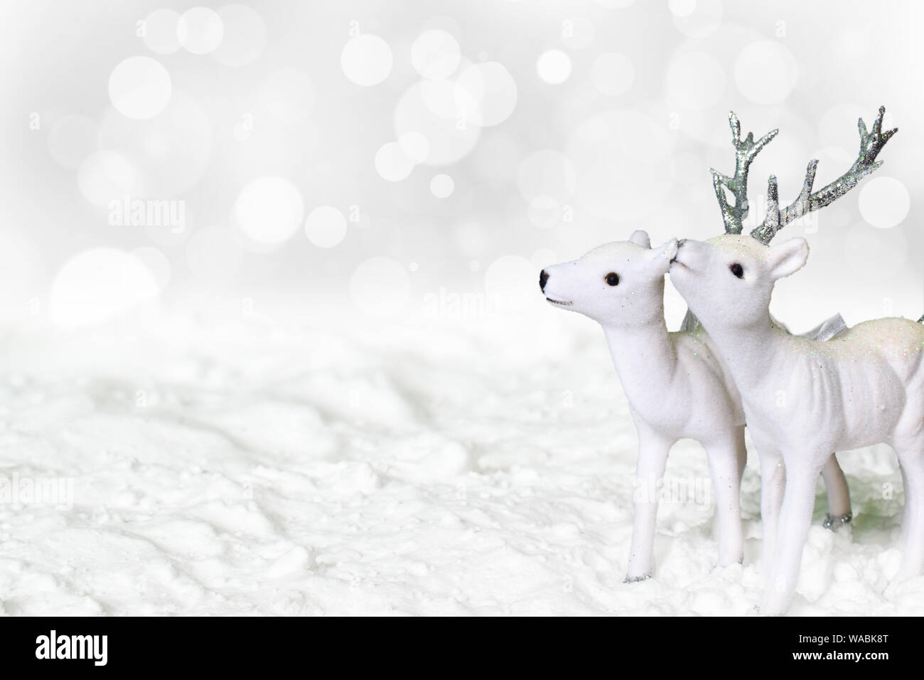 Weiße Rentiere und Hirsche im Schnee. Stockfoto