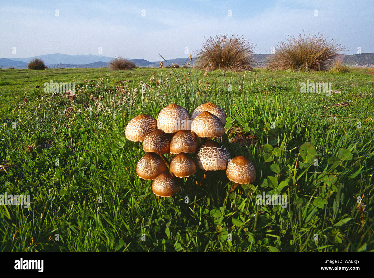 Griechenland. Lesbos. Kalloni. Wild Lepiota Pilze im Feld. Stockfoto