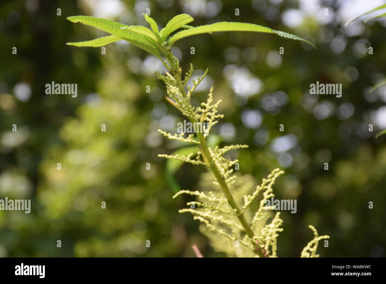 Gring Kragen in San Licht Stockfoto