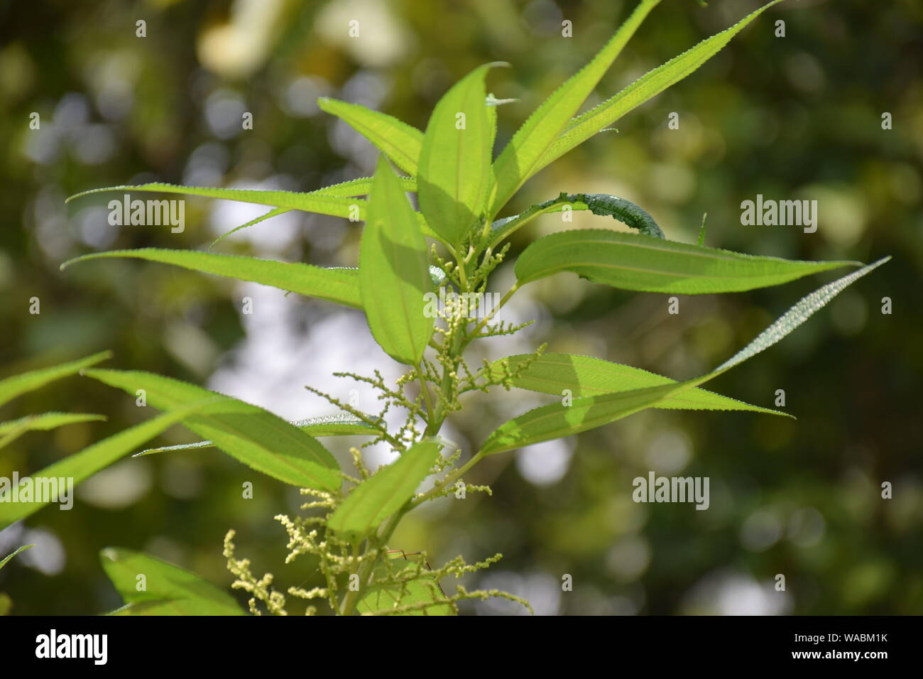 Gring Kragen in San Licht Stockfoto