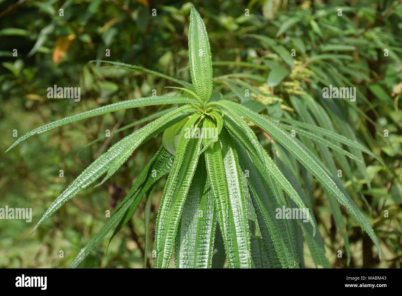 Gring Kragen in San Licht Stockfoto