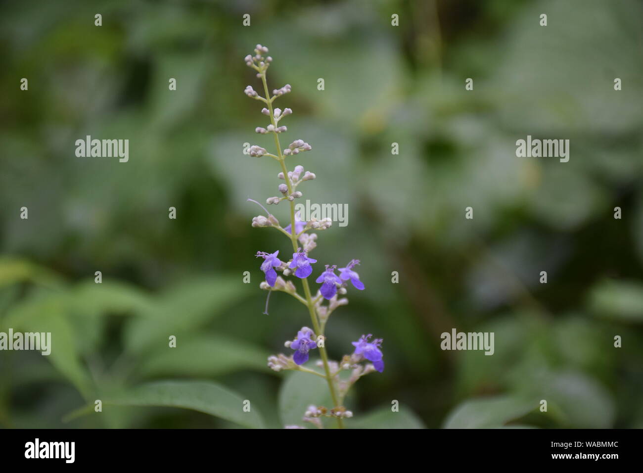 Gring Kragen in San Licht Stockfoto