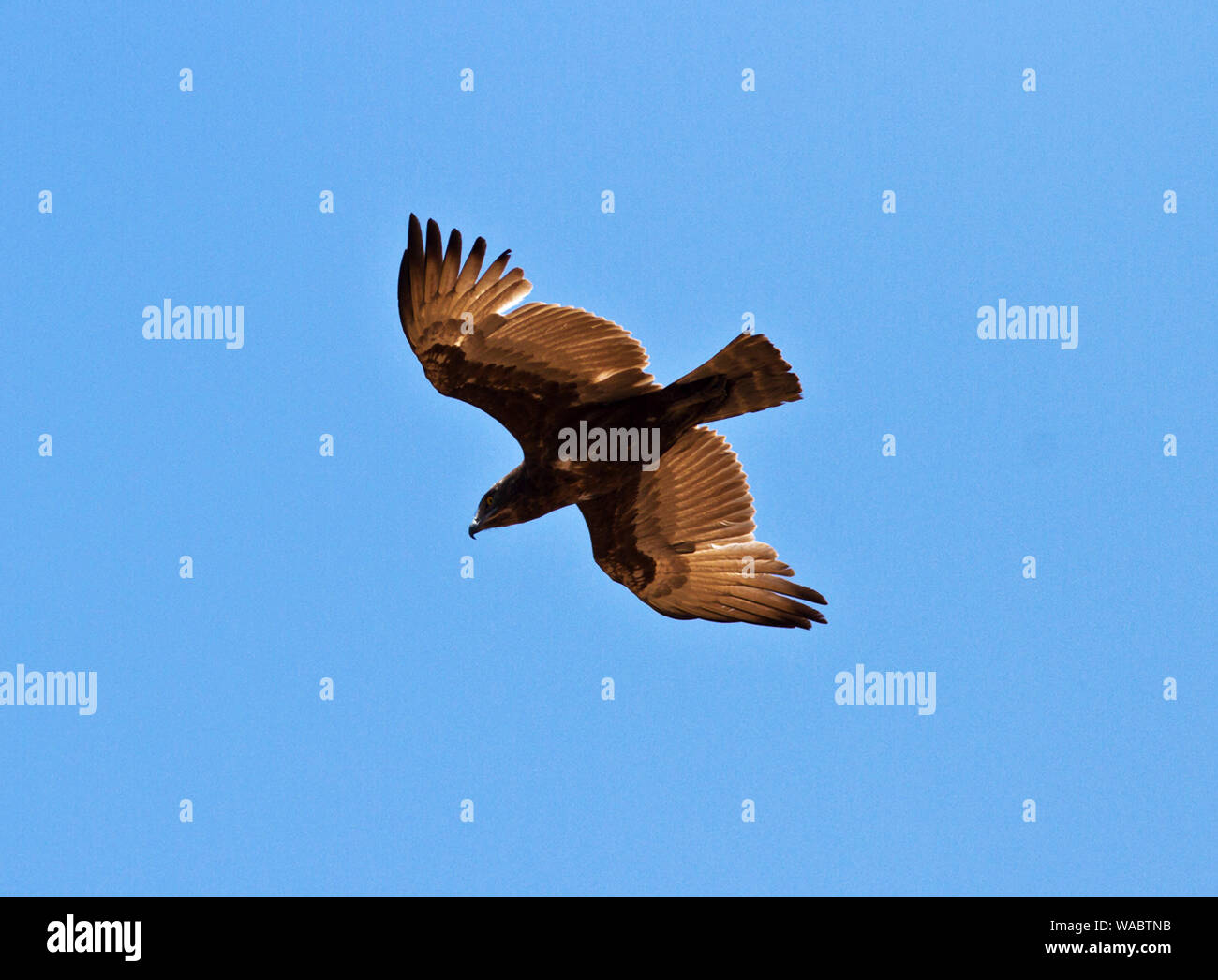 Die braune Schlange - Eagle ist eine gemeinsame, mittleren dunklen Adler mit einem leicht identifieable helle gelbe Augen. Sie sind Spezialist Jäger von Schlangen Stockfoto