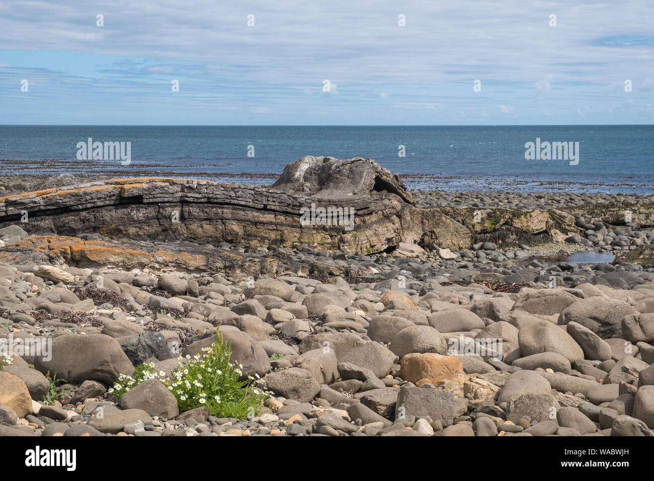 Robuste felsigen Küste von Northumberland in der Nähe von Dunstanburgh Castle, Alnwick, Northumberland, Großbritannien Stockfoto