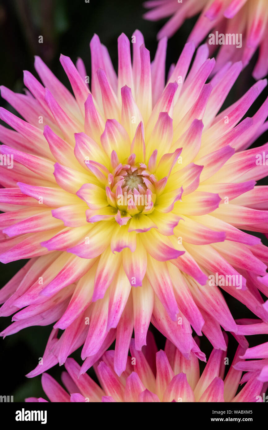 Dahlie 'Karma Sangria" Blumen. Halb Kaktus-dahlien auf Anzeige an eine Blume zeigen. Großbritannien Stockfoto