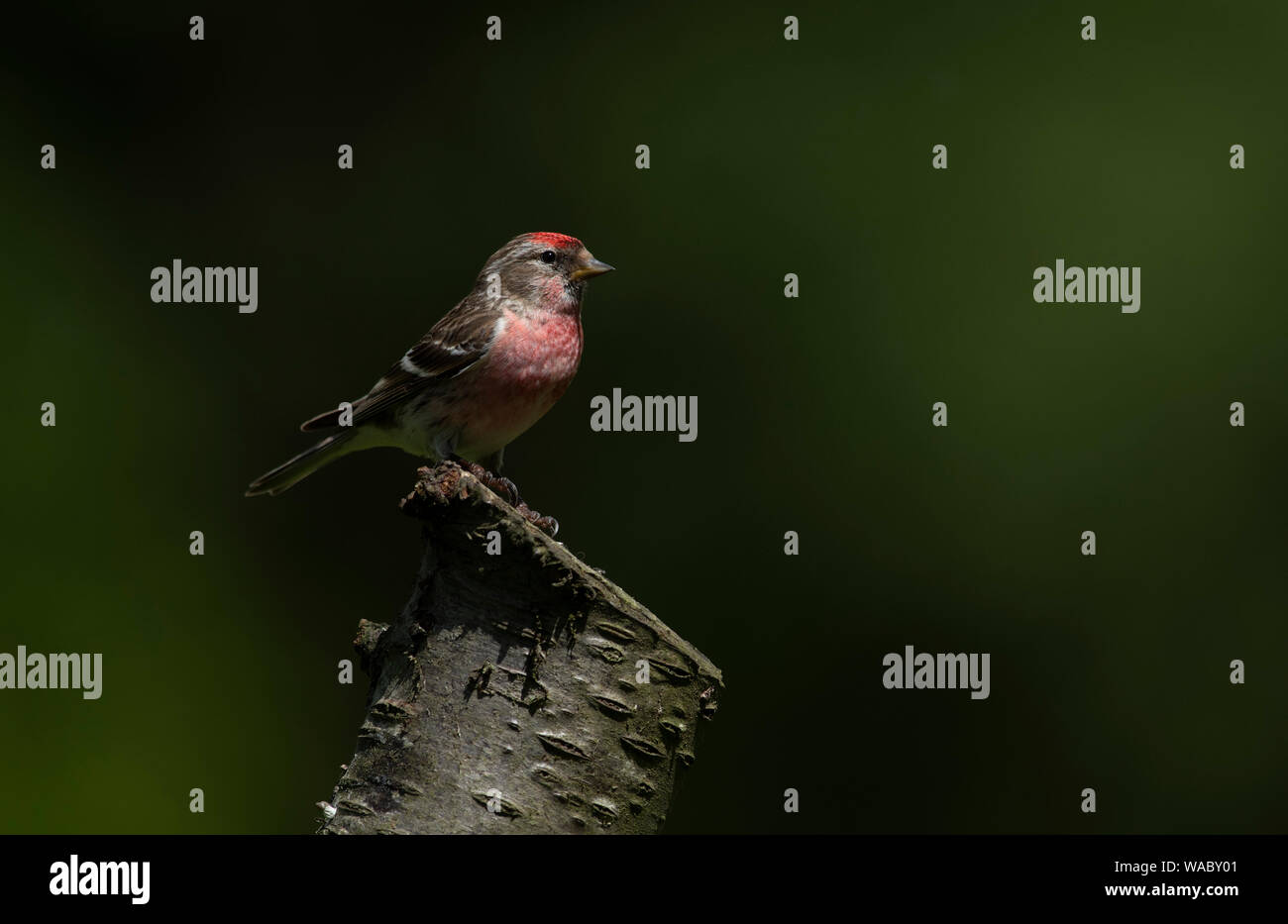 Male Lesser Redpoll Carduelis Cabaret. Stockfoto