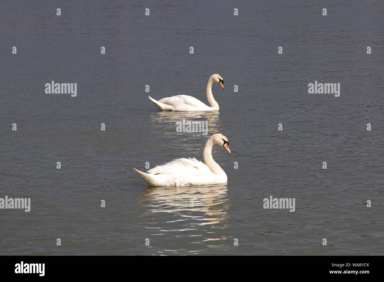 Die Schwäne im Fluss von Maribor, Slowenien Stockfotografie - Alamy