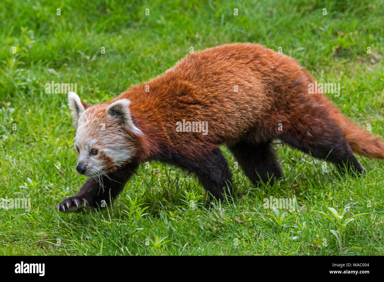 Red Panda/Lesser Panda (Ailurus fulgens) Wandern im Grünland, beheimatet im östlichen Himalaya und im südwestlichen China Stockfoto