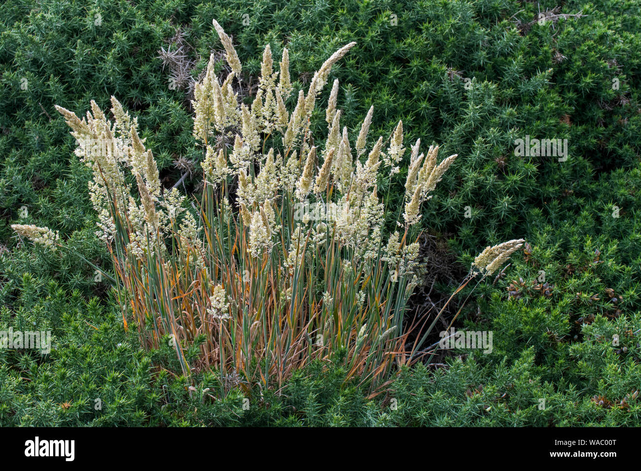 Europäischen marram Gras/Europäischen Gewöhnliche Strandhafer (Ammophila arenaria) wachsende unter den gemeinsamen Stechginster (Ulex europaeus) entlang der Küste der Normandie, Frankreich Stockfoto