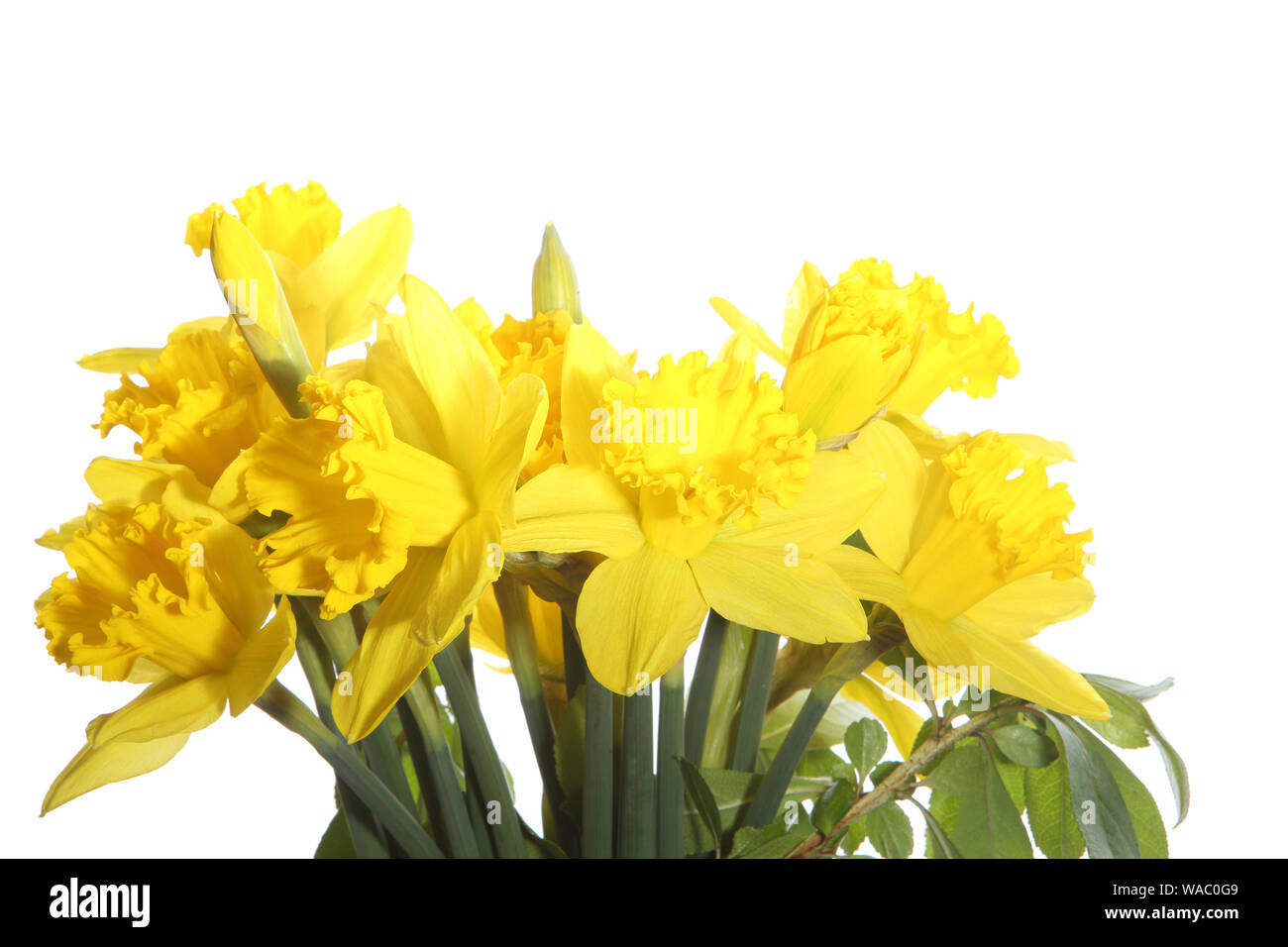 Einige Leiter von open Narzisse (NARZISSE) Blumen gegen einen weißen Hintergrund fotografiert. Stockfoto