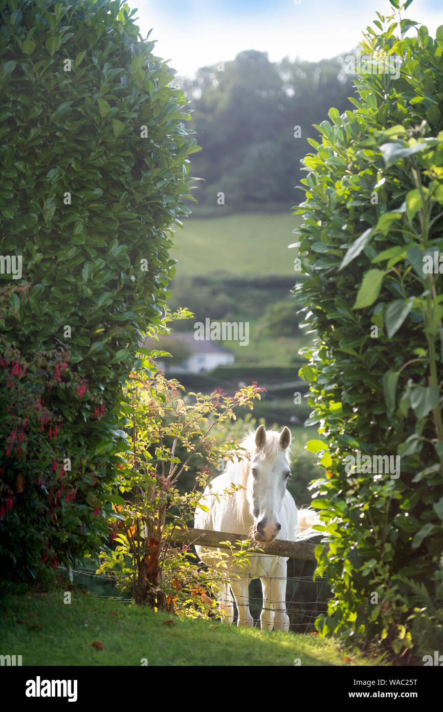 Ein graues Pferd zwischen eine Lücke in einem lorbeerkranz Hedge, Gloucestershire UK gesehen Stockfoto