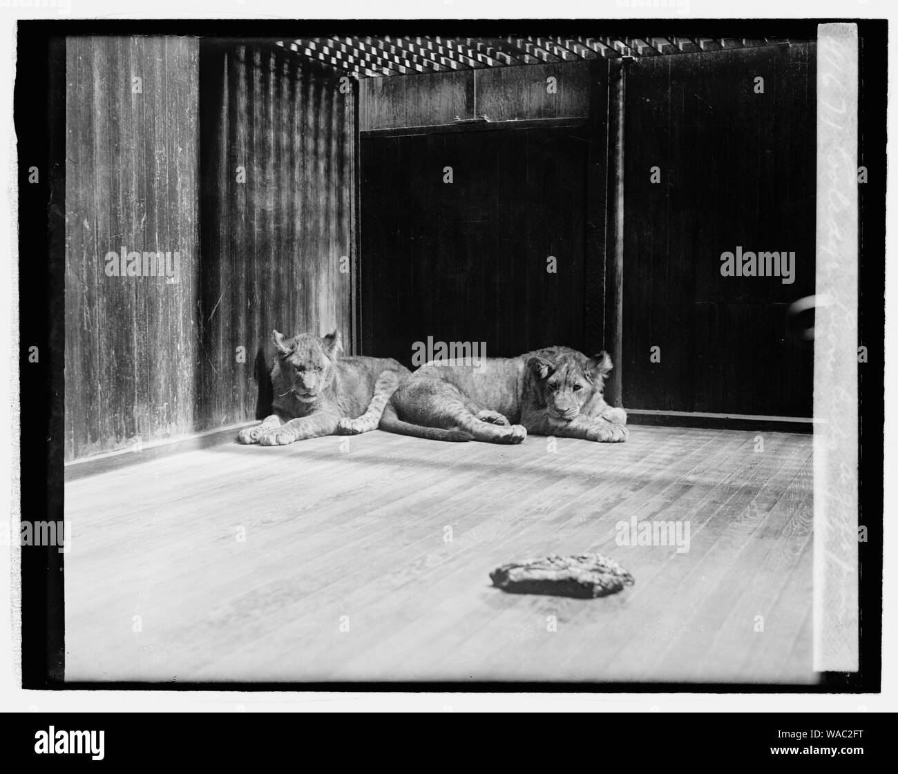 Coolidge Lion Cubs, ein Geschenk aus Afrika, [4/27/27] Stockfoto