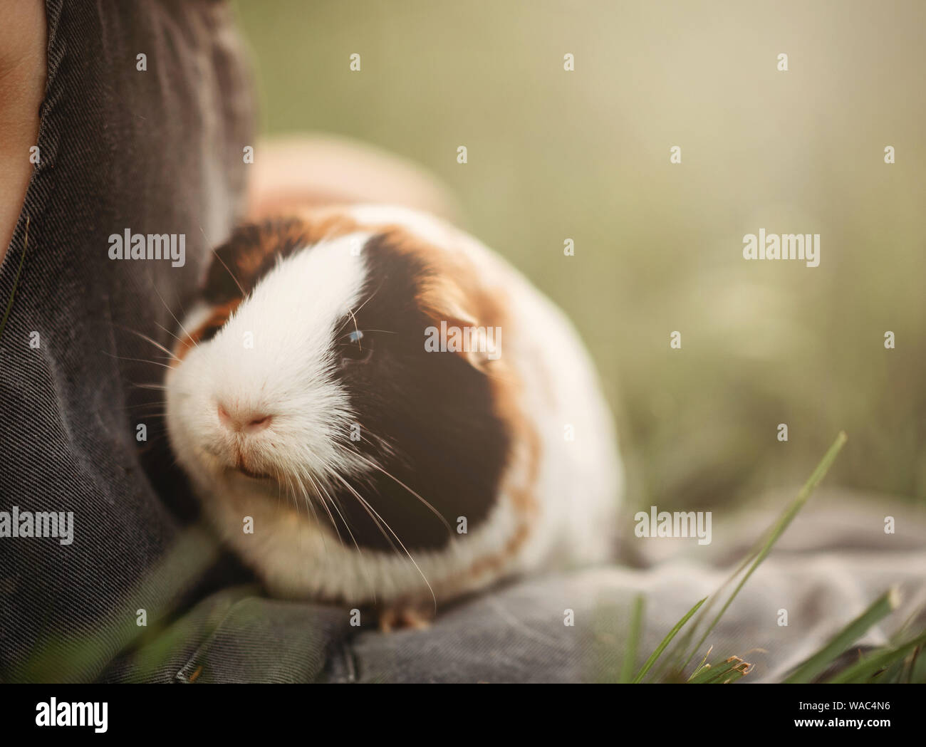 Meerschweinchen in Childs Schoß sitzen im Gras Stockfoto