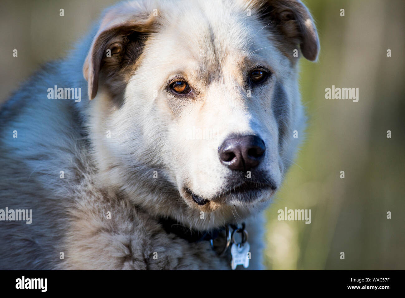 Das Porträt einer Husky mix Pfund Hund draußen Stockfoto