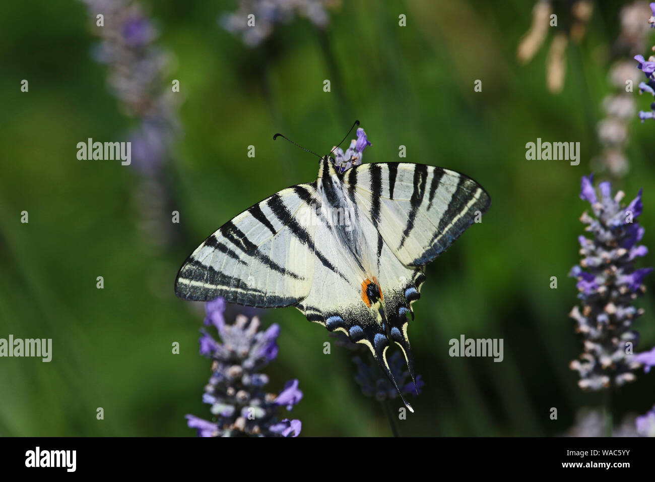 Segelfalter Schmetterling oder Segeln oder Birne - Baum schwalbenschwanz Latin iphiclides Art gefährdeten Arten der Familie der Papilionidae Fütterung auf Lavendel Stockfoto