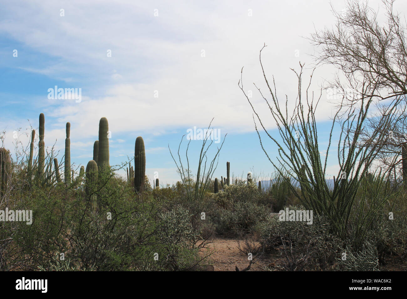 Wüstenlandschaft mit cholla, Ocotillo und Saguaro Kakteen, plus Kreosot Büsche und eine Palo Verde Baum im Saguaro National Park, Arizona, USA Stockfoto