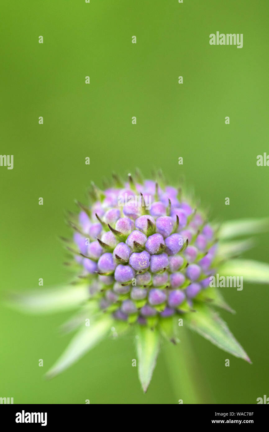 Feld-witwenblume", Knautia arvensis', in einem wildflower Meadow, England, Großbritannien Stockfoto