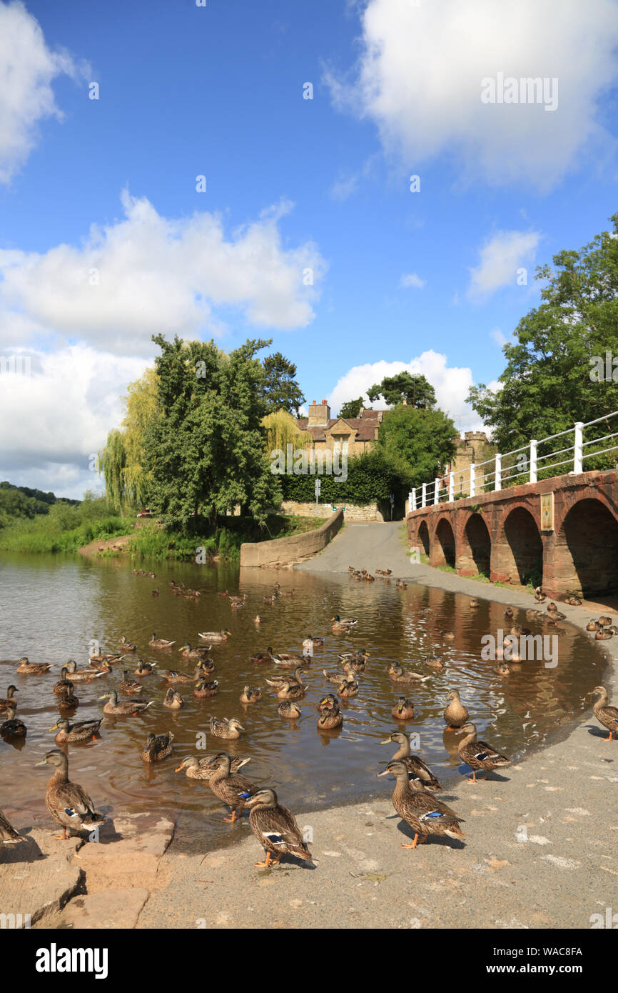 Enten in der Sonne auf den Bänken des Flusses Severn am oberen Arley, Worcestershire, England, UK. Stockfoto