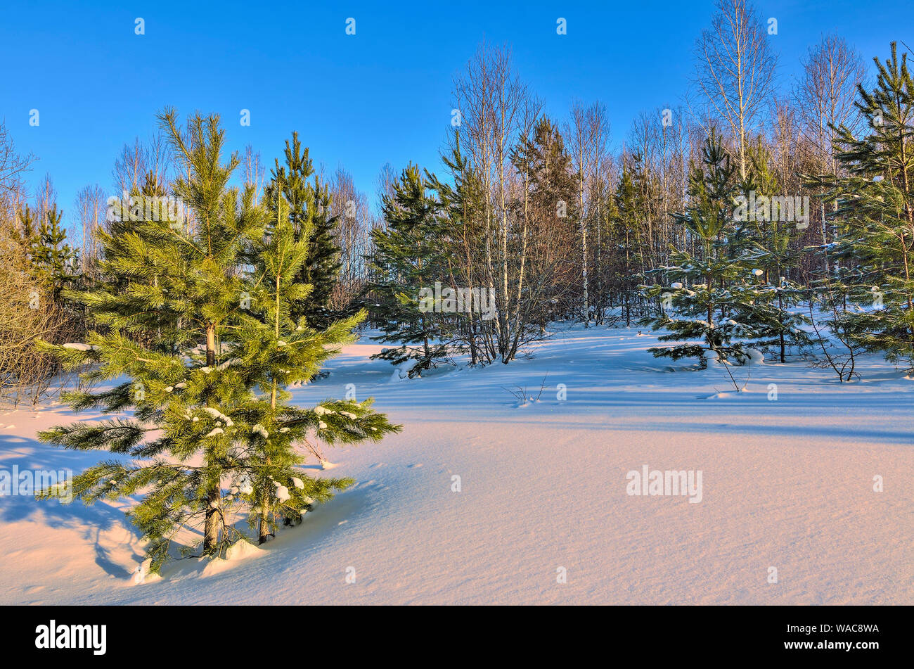 Malerische Winterlandschaft im verschneiten Wald bei Sonnenuntergang Birke und Fichte. Rosa Licht der untergehenden Sonne und blauer Schatten auf Schnee. Weiße Birken Amtsleitungen Stockfoto