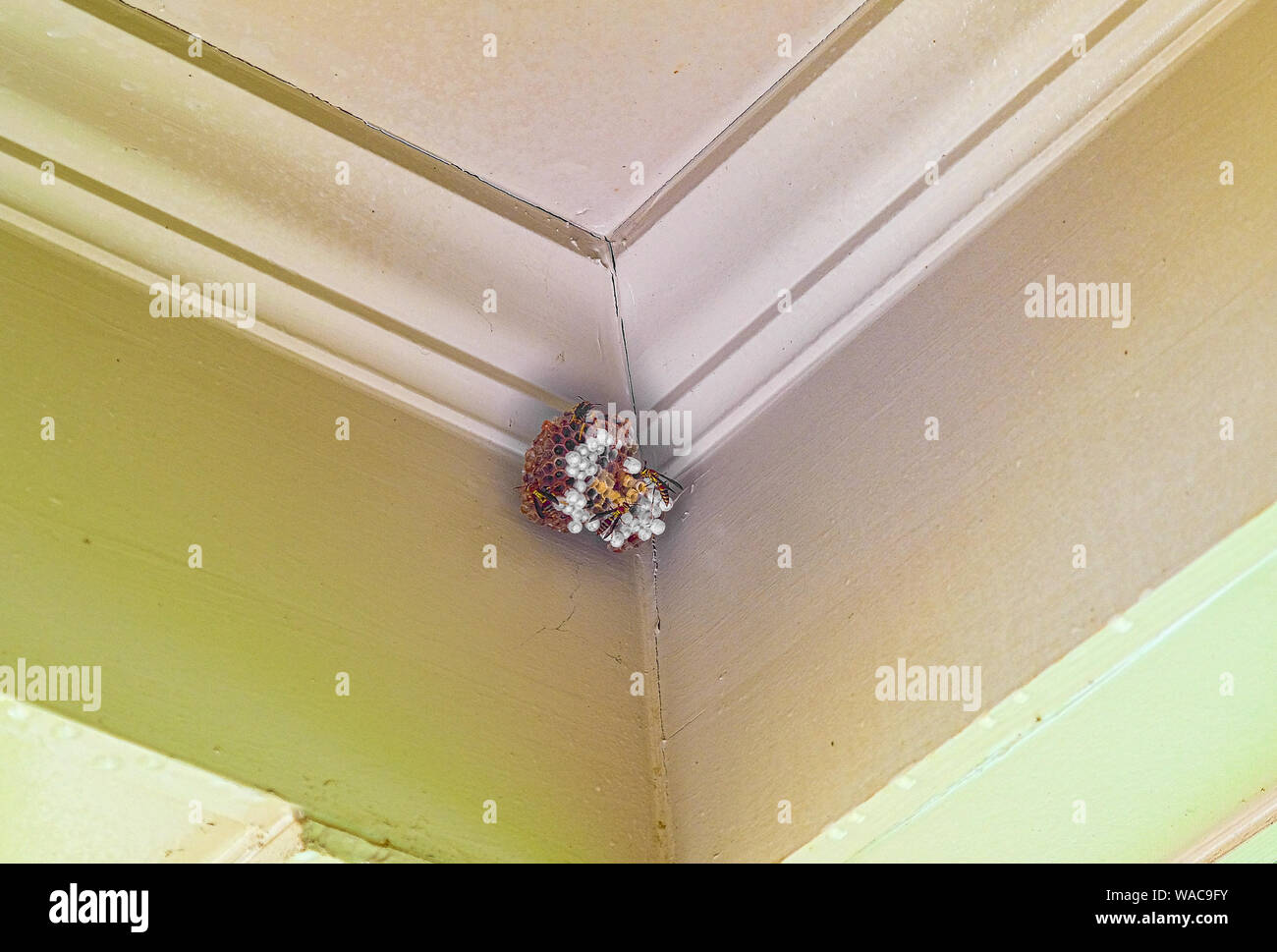 Wespen Aktiv Nest Stockfoto