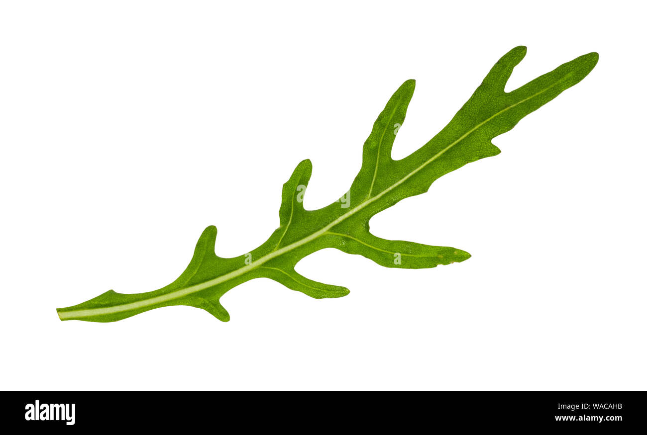 Frische grüne Blätter Rucola (eruca Sativa, Rauke, Rucola) Kraut Ausschnitt auf weißem Hintergrund Stockfoto