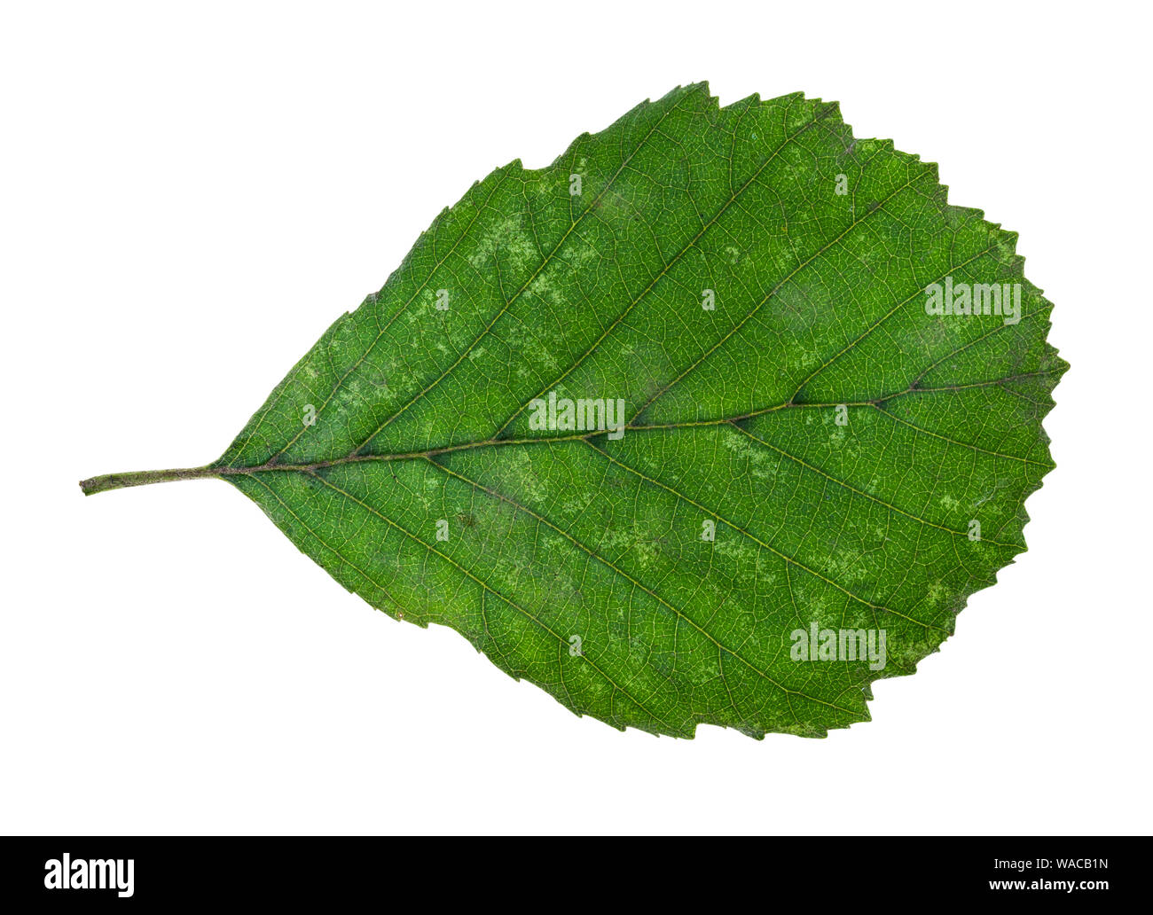 Natürliche grün Blatt von Erle Ausschnitt auf weißem Hintergrund Stockfoto