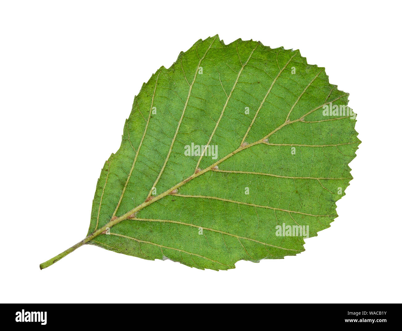 Die Rückseite des natürlichen, grünen Blatt von Erle Ausschnitt auf weißem Hintergrund Stockfoto