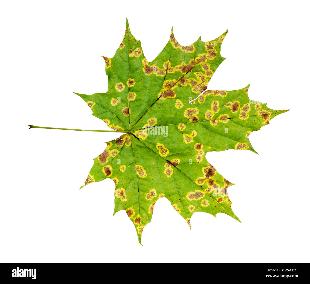 Rückseite der natürlichen kranken Blätter Ahorn Baum im Herbst Ausschnitt auf weißem Hintergrund Stockfoto