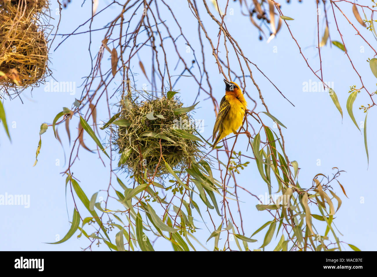 Farbe Wildlife Fotografie von bis - hoch thront die Speke weaver Vogel neben Neu gebaute Nest, in Kenia. Stockfoto