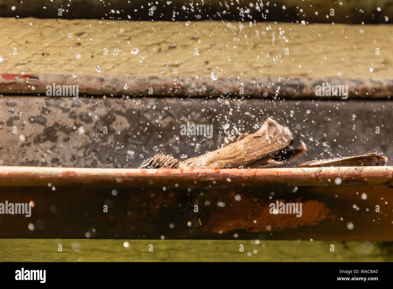 Kreative wildlife Verhalten Foto von gemeinsamen teilweise verdeckten Bulbul Vogel planschen in der dachrinne Wasser in Aktion gefroren, in Kenia. Stockfoto