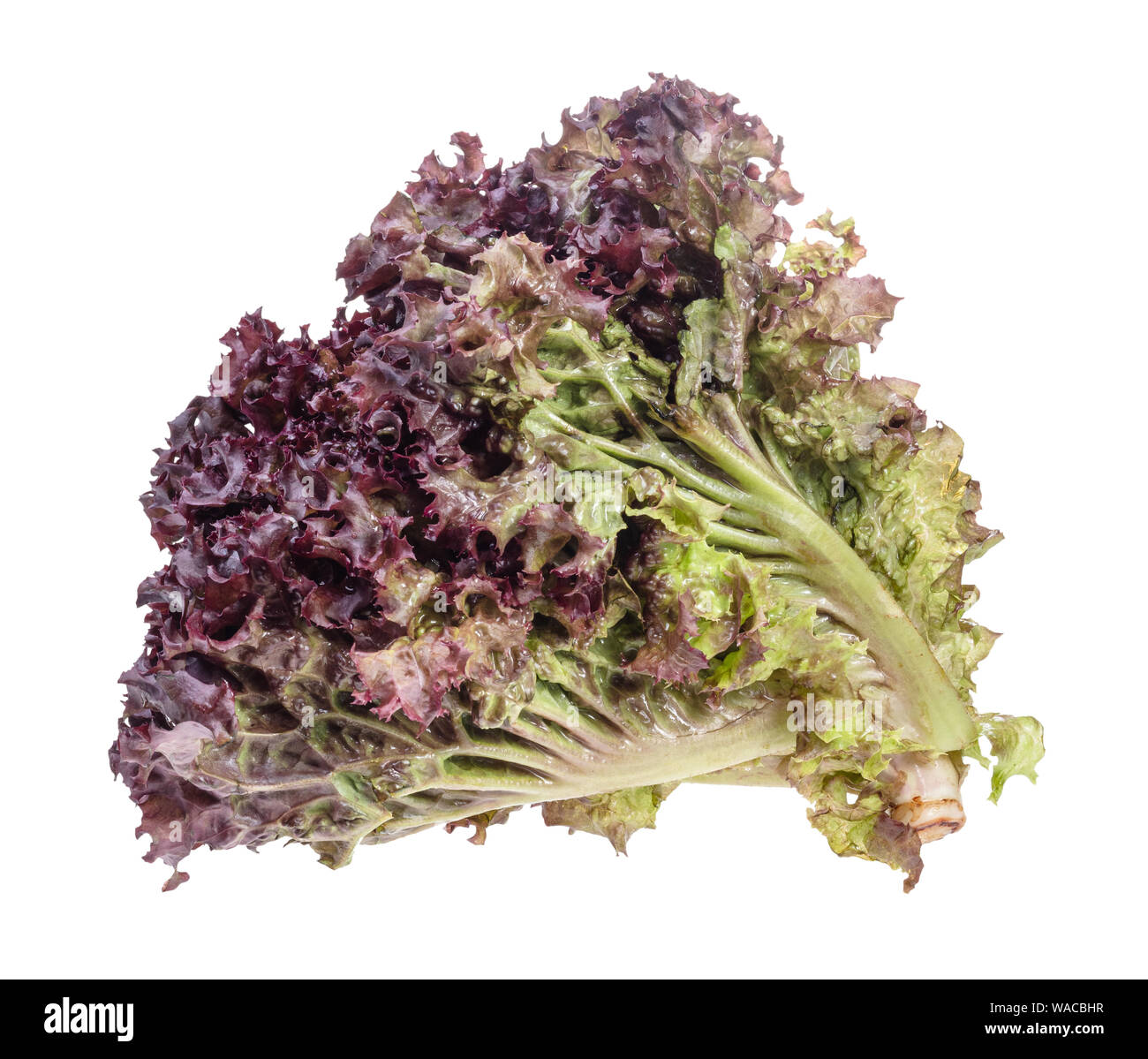 Bündel von frischem Lollo Rosso salat Ausschnitt auf weißem Hintergrund Stockfoto