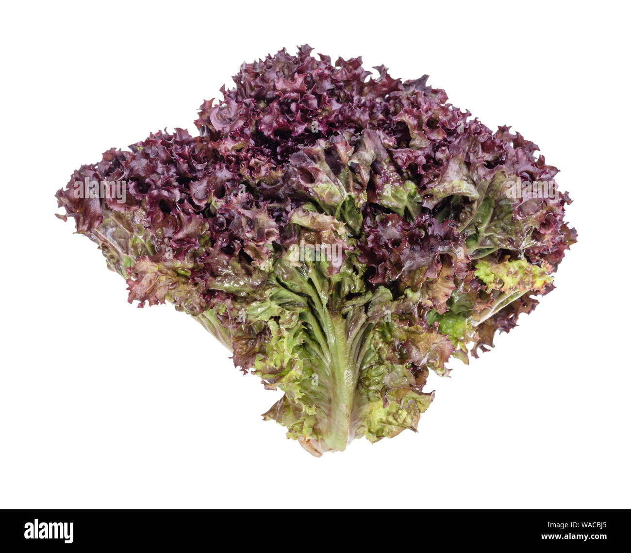 Bündel von frischem Lollo Rosso salat Ausschnitt auf weißem Hintergrund Stockfoto