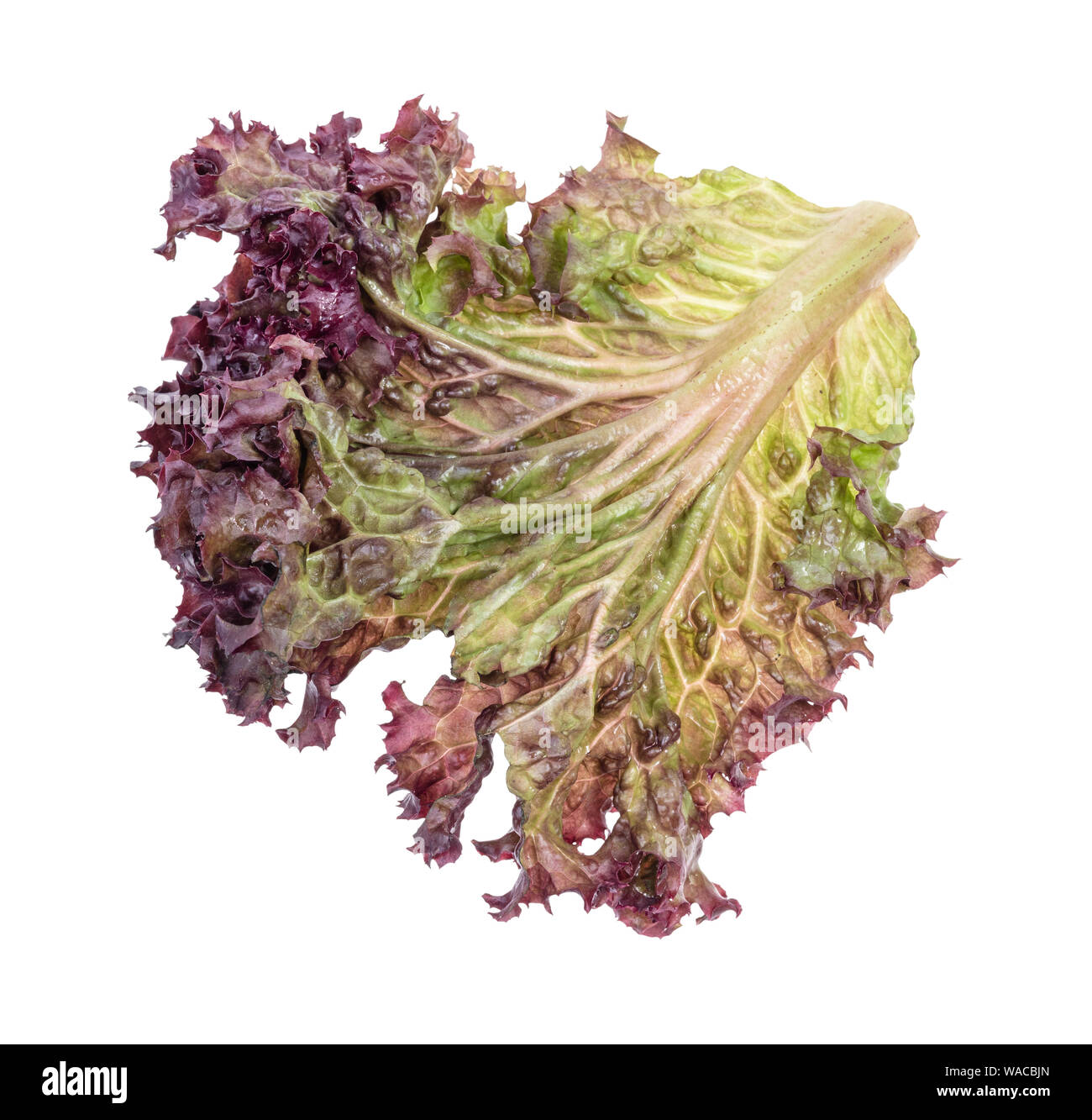 Die Rückseite des Blattes von frischem Lollo Rosso salat Ausschnitt auf weißem Hintergrund Stockfoto