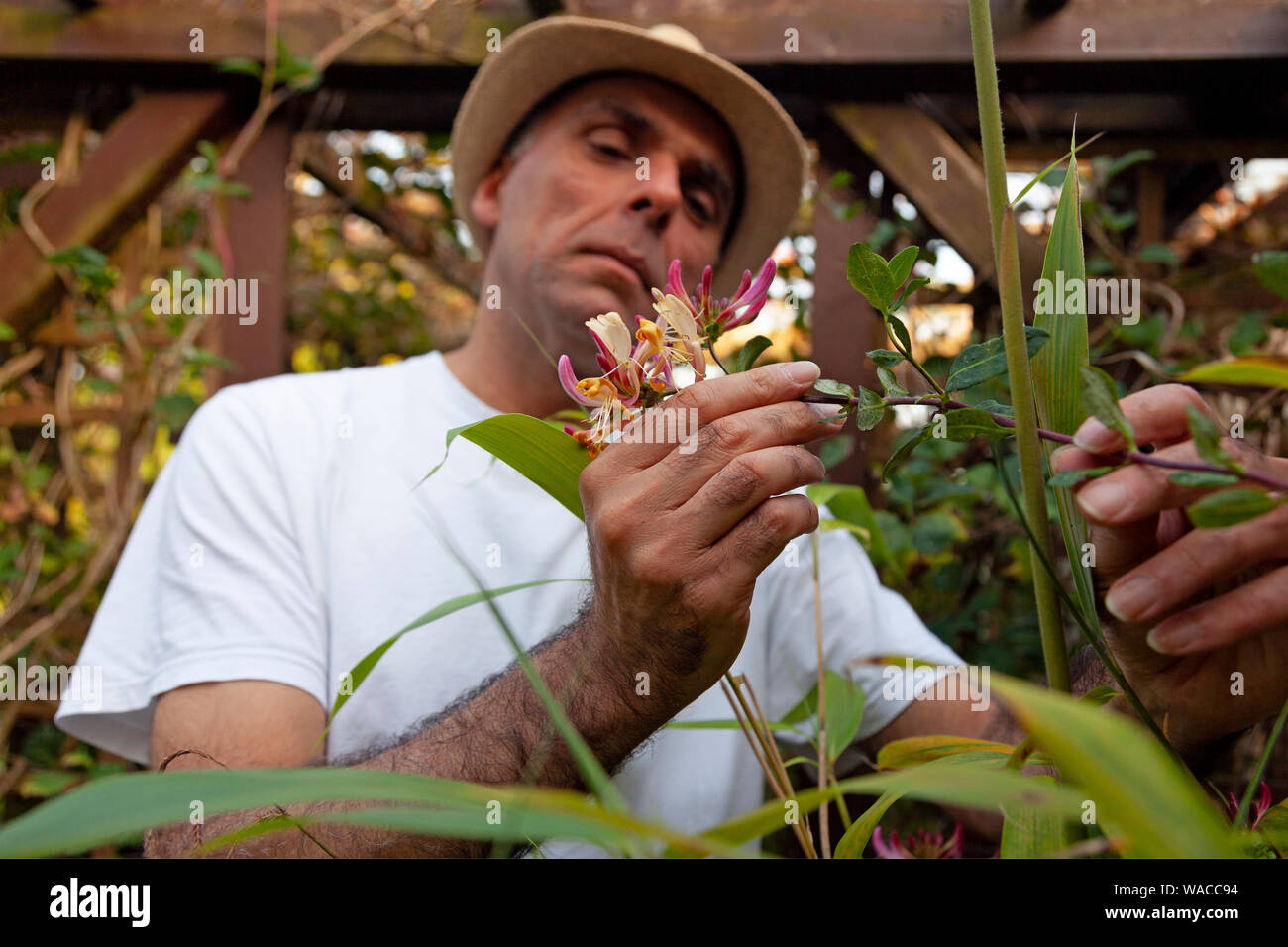 Eine reife, männlich, Gärtner hält vorsichtig einen Abschnitt der Blüte Geißblatt (Lonicera) wölben Weinstock mit BEHAARTE-fingered Hände, für eine Inspektion. Stockfoto