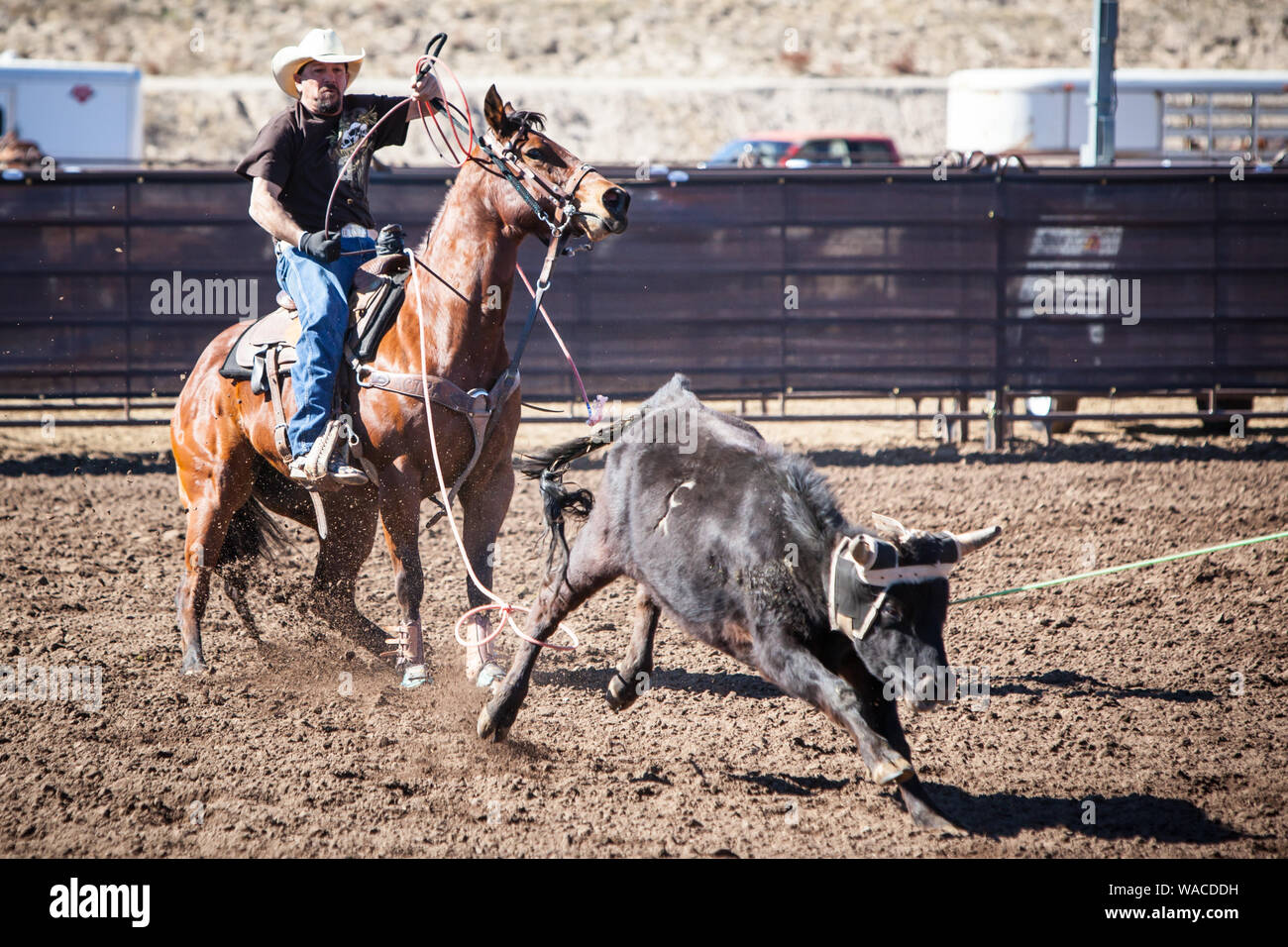 Team Roping Wettbewerb Stockfoto