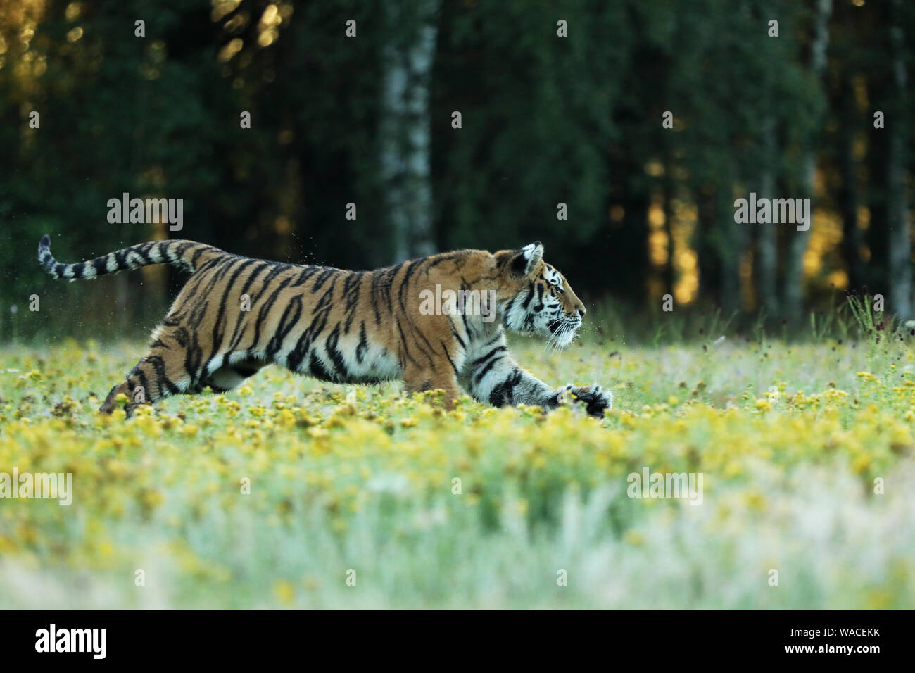 Tiger mit gelben Blumen. Sibirische Tiger im schönen Lebensraum auf Wiese - Pathera tigris altaica Stockfoto