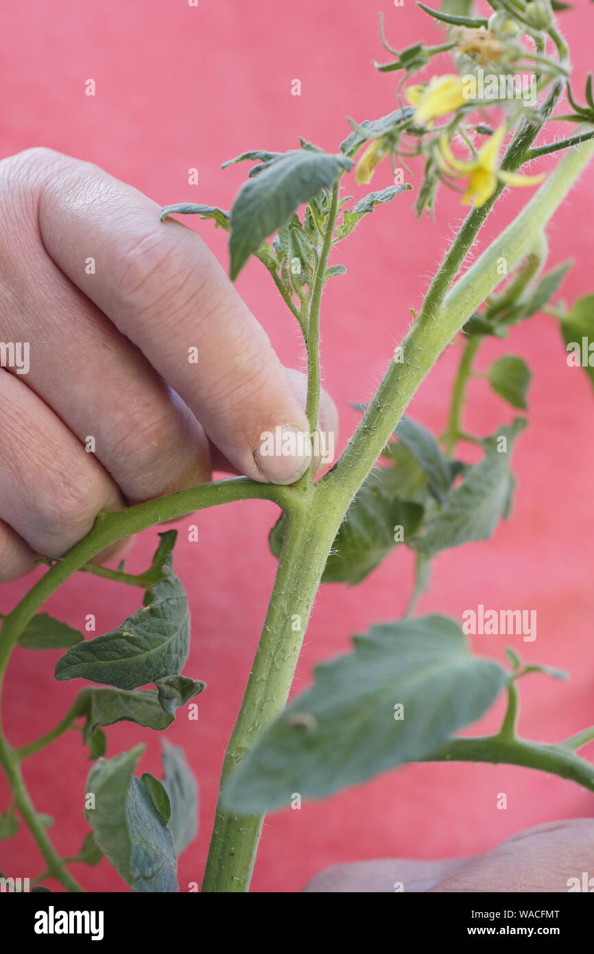 Von Solanum Lycopersicum weet Millionen". Kneifen Sie seitentriebe (Quereinsteiger) auf einem Cordon tomatenpflanze von Hand. Hauptversammlung Stockfoto