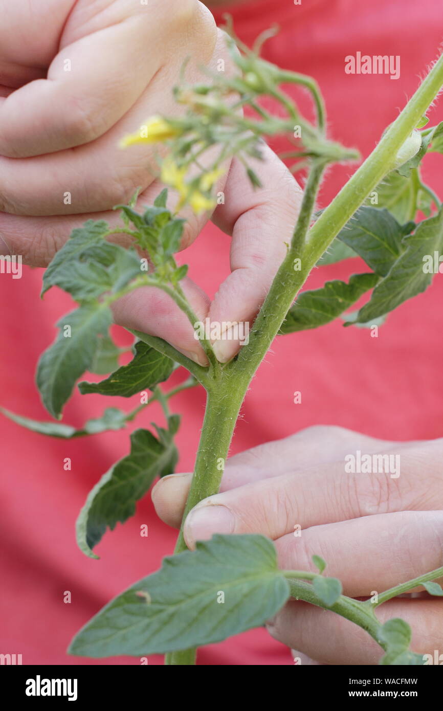 Von Solanum Lycopersicum weet Millionen". Kneifen Sie seitentriebe (Quereinsteiger) auf einem Cordon tomatenpflanze von Hand. Hauptversammlung Stockfoto