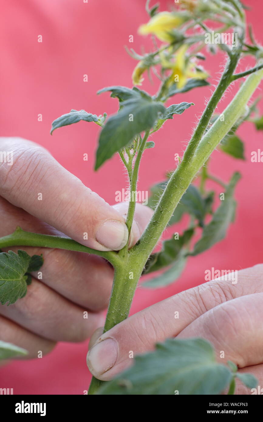 Von Solanum Lycopersicum weet Millionen". Kneifen Sie seitentriebe (Quereinsteiger) auf einem Cordon tomatenpflanze von Hand. Hauptversammlung Stockfoto