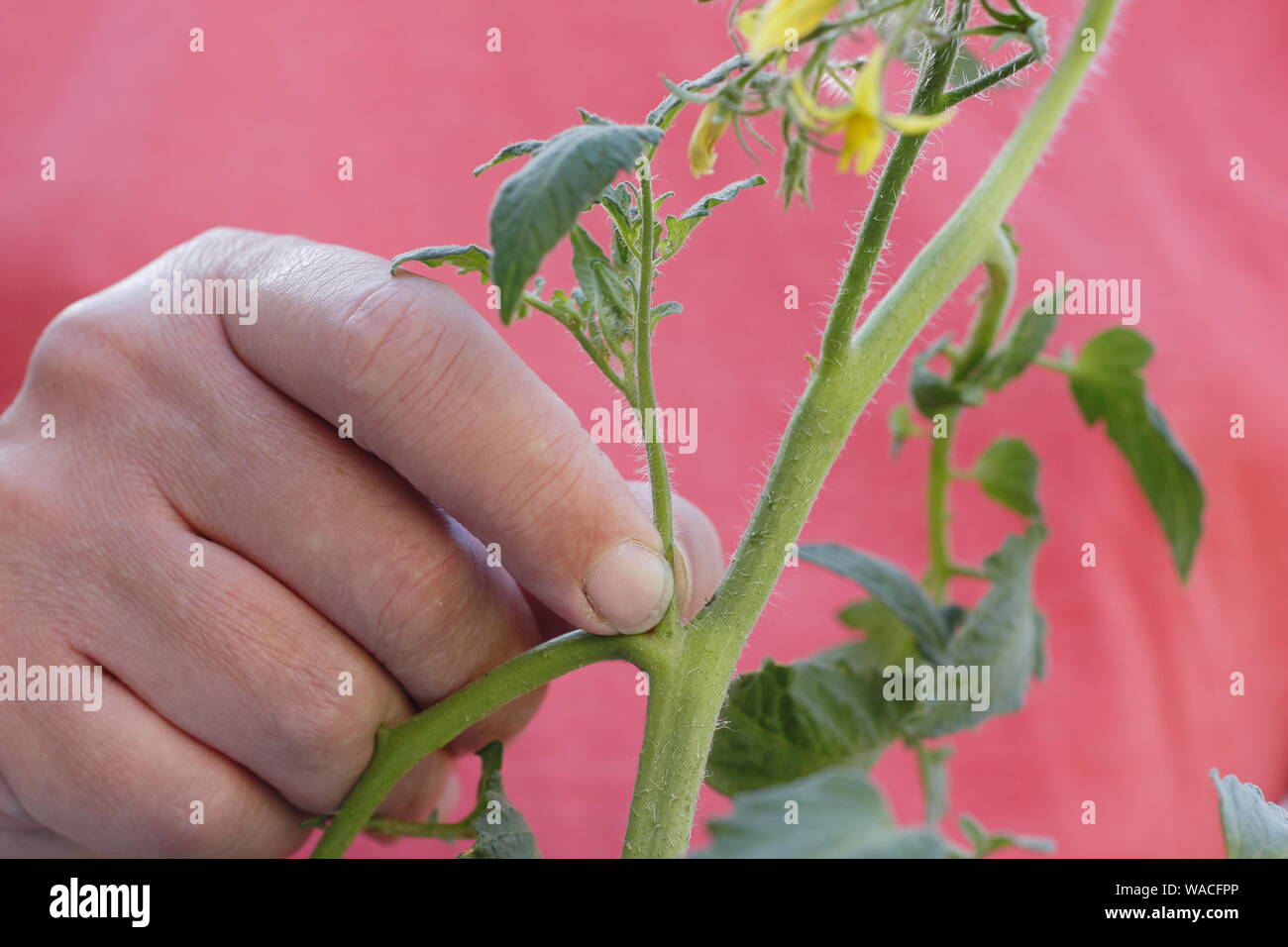 Von Solanum Lycopersicum weet Millionen". Kneifen Sie seitentriebe (Quereinsteiger) auf einem Cordon tomatenpflanze von Hand. Hauptversammlung Stockfoto
