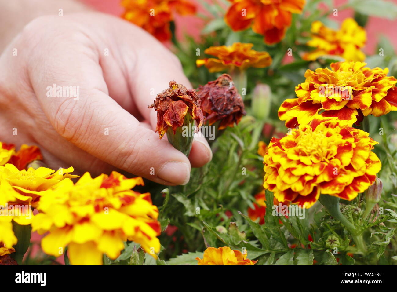 Tagetes. Verbrachte ringelblume Blüten sind im leerrücklauf von Hand, um die Blütezeit zu verlängern. Großbritannien Stockfoto