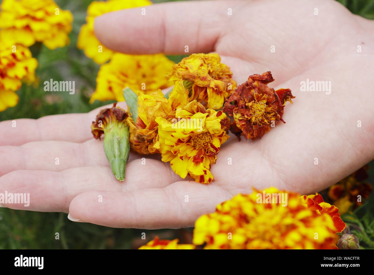 Tagetes. Verbrachte ringelblume Blüten sind im leerrücklauf von Hand, um die Blütezeit zu verlängern. Großbritannien Stockfoto