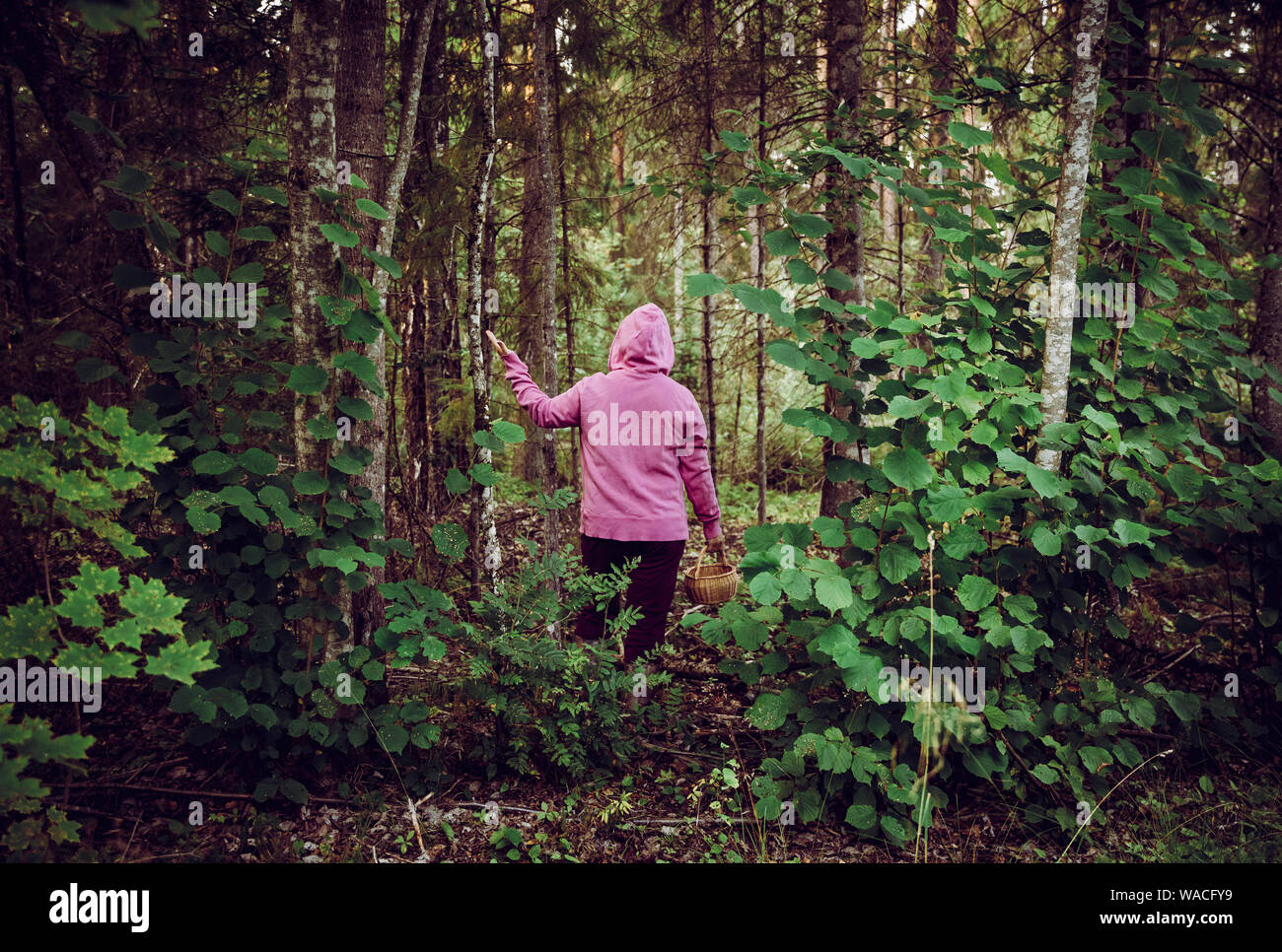 Verwirrt Person ging zum Pilze sammeln und haben sich im Wald verirrt, verwirrt, verängstigt und verwirrt, Nordeuropa. Person verloren in der Natur. Stockfoto